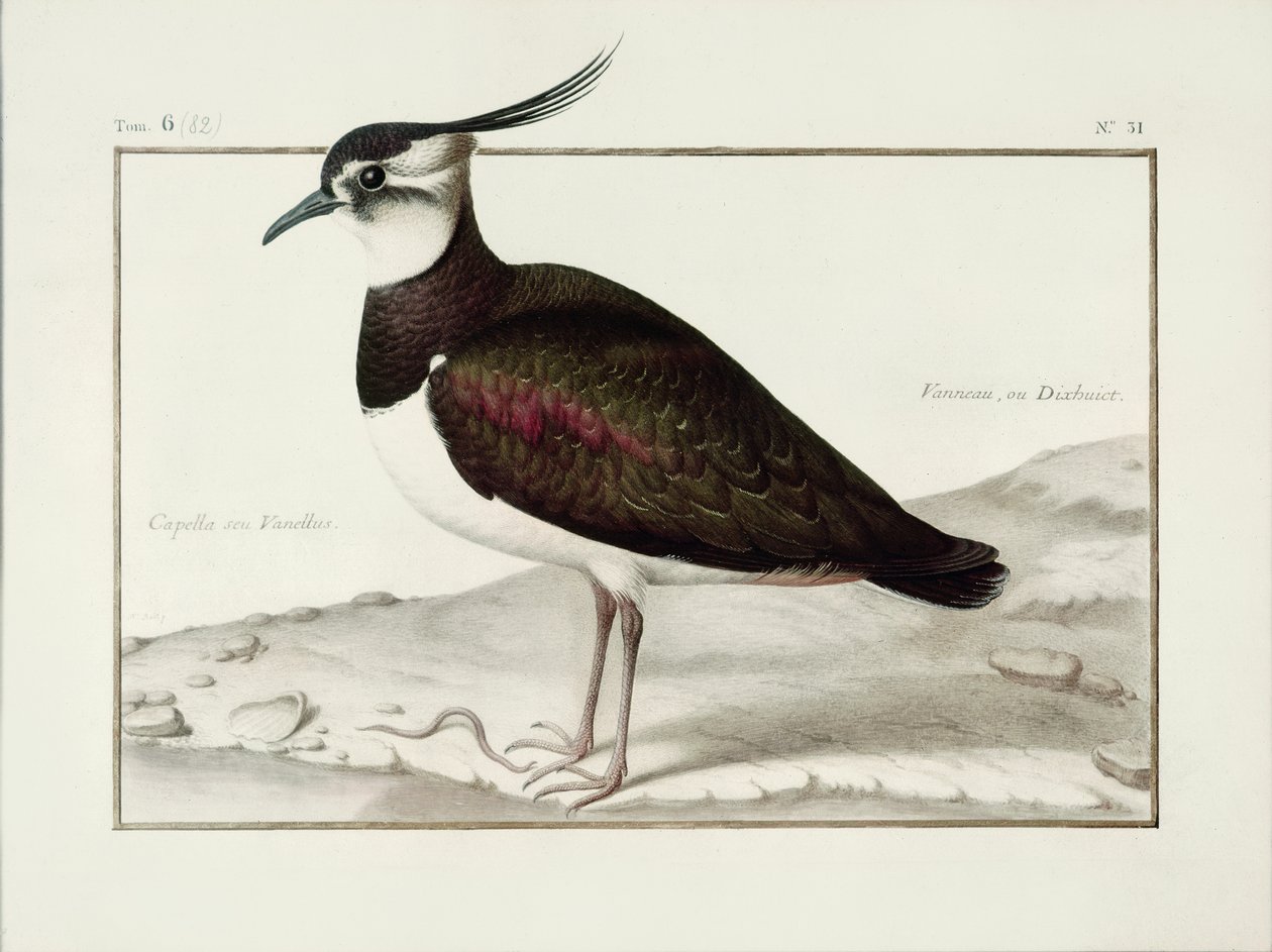 Lapwing (wc pergamen) alkotó: Nicolas Robert