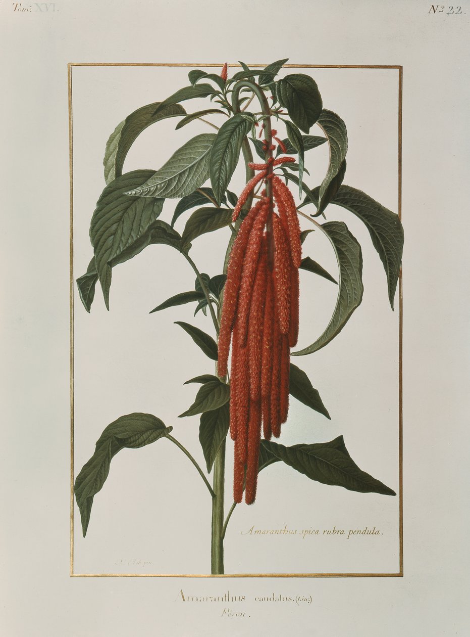 Amaranthus Caudatus (wc pergamen) alkotó: Nicolas Robert