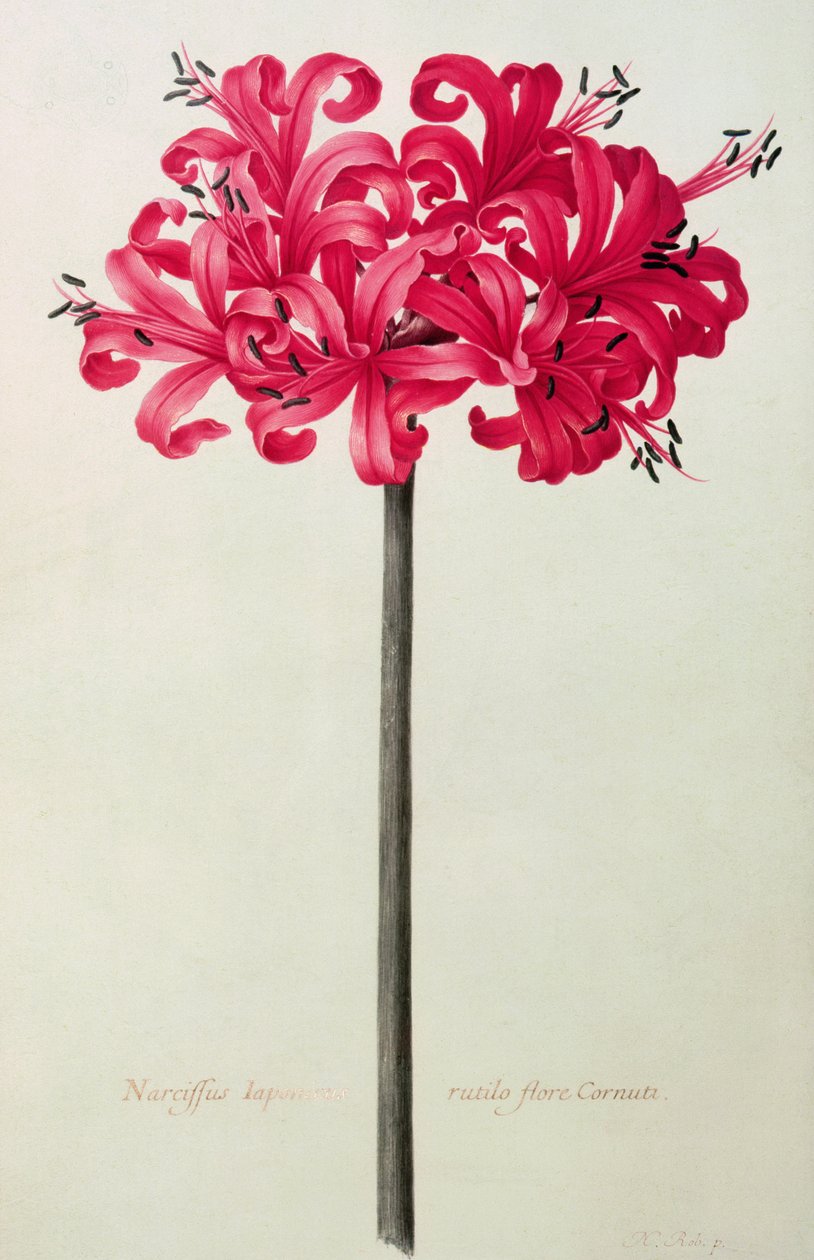 Amaryllis Sarniensis vagy Narcissus (wc pergamen) alkotó: Nicolas Robert
