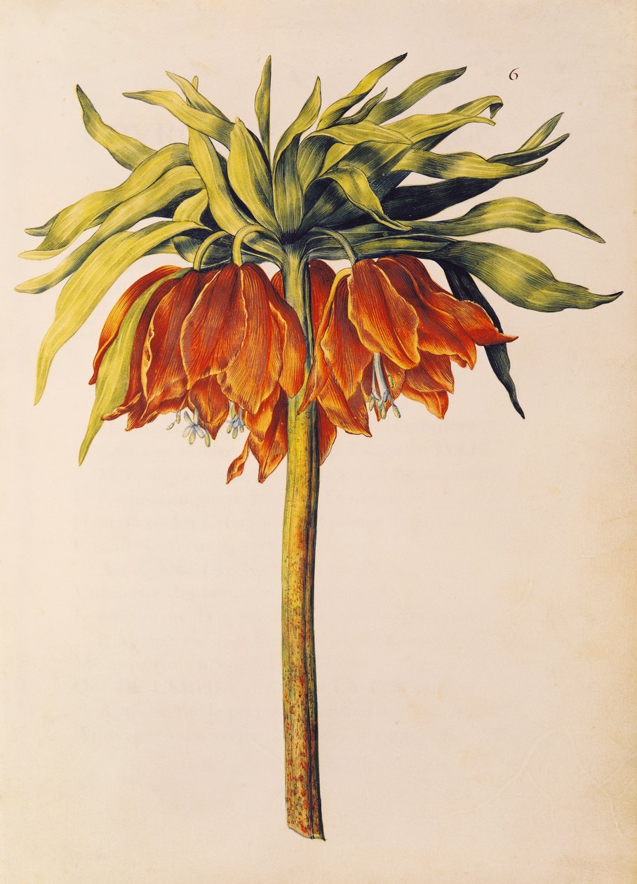 Crown Imperial Lily vagy Fritillary, a „La Guirlande de Julie”-ból, 1642 körül (wc pergamen) alkotó: Nicolas Robert
