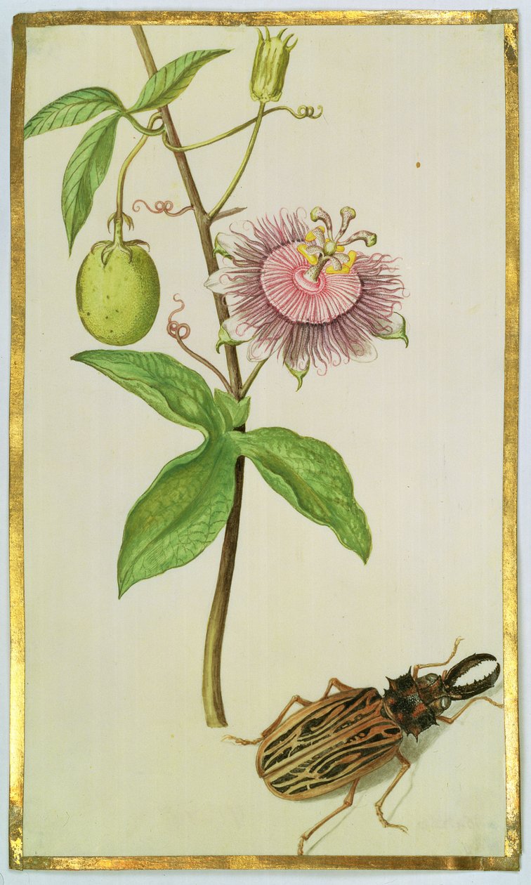 Egzotikus növény és bogár, 1675 körül (gouache, pergamen) alkotó: Nicolas Robert