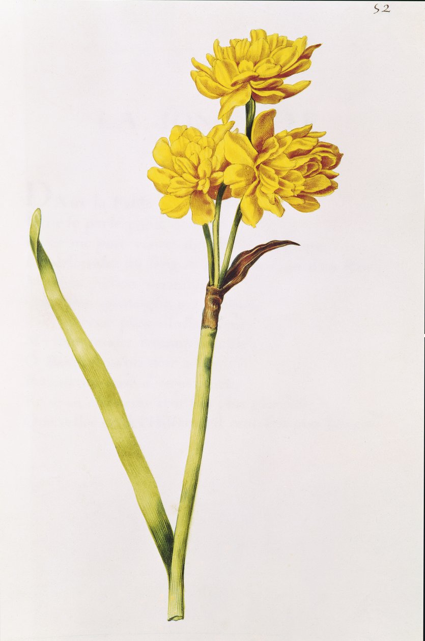 Jonquil, a „La Guirlande de Julie”-ból, 1642 körül (wc pergamen) alkotó: Nicolas Robert