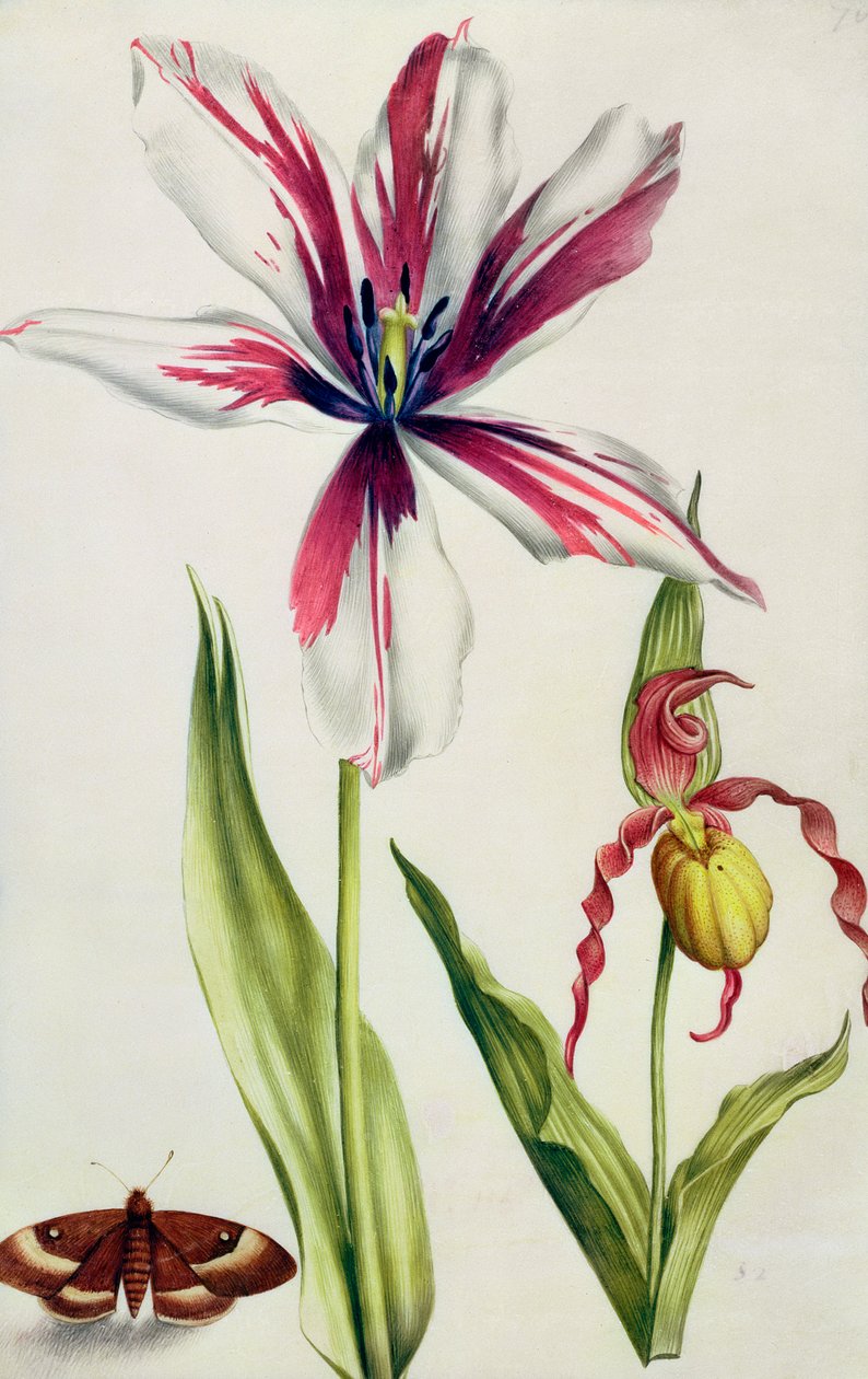 Orchidea, tulipán és pillangó, 1675 körül (gouache pergamen) alkotó: Nicolas Robert