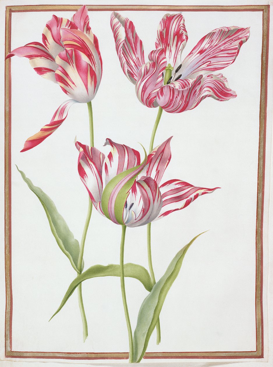PD.109-1973.f14 Három „törött” tulipán (wc pergamen) alkotó: Nicolas Robert