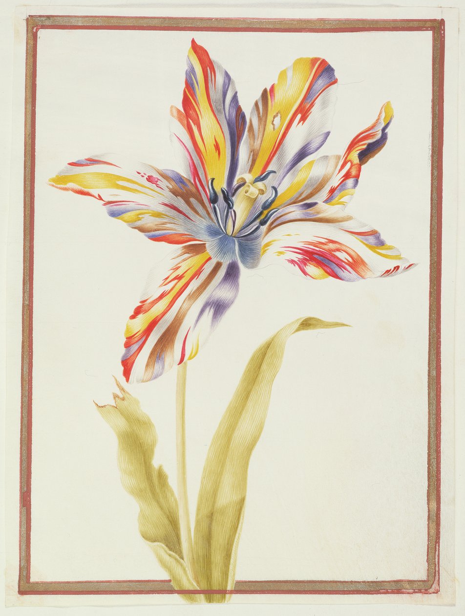 PD.109-1973.f19 Sokszínű „törött” tulipán (wc pergamen) alkotó: Nicolas Robert