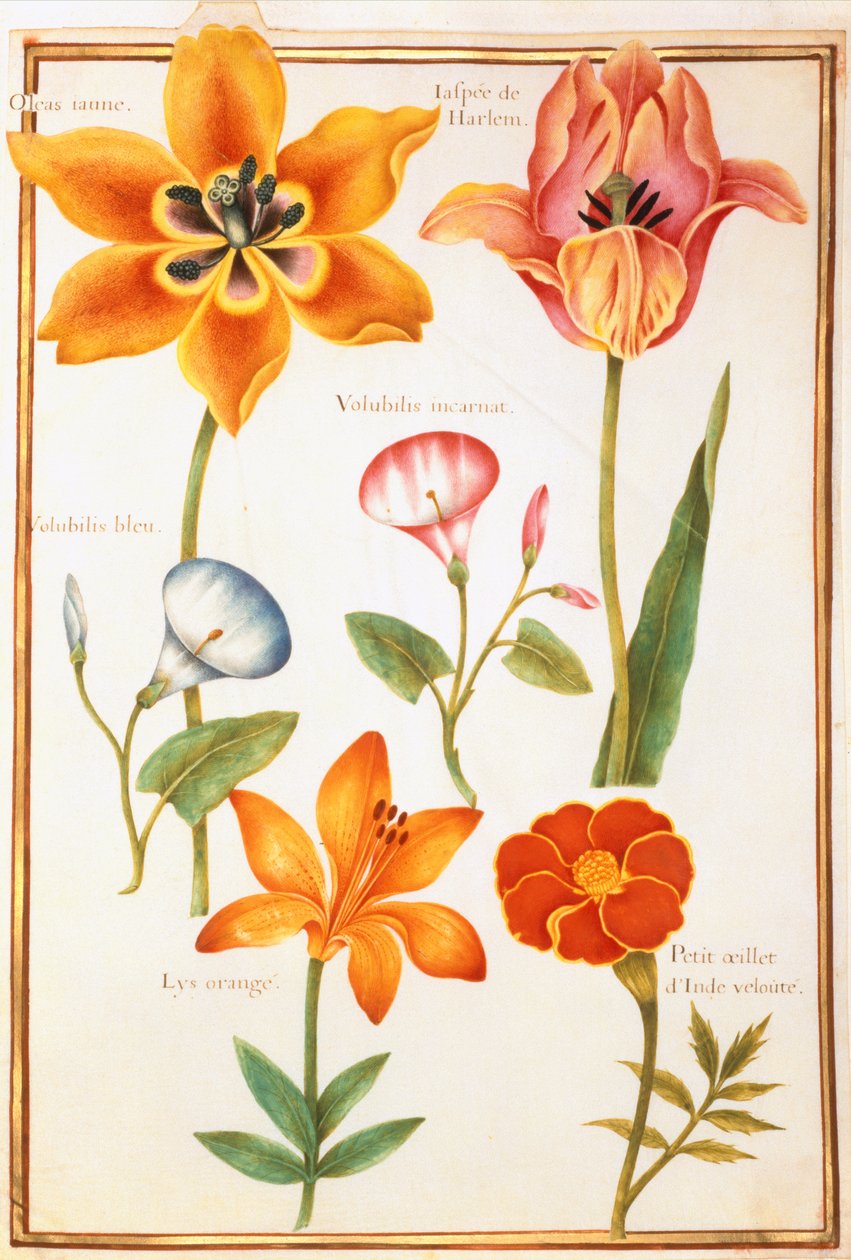 PD.109-1973.f26 Két tulipán, Convolvulus, Lilium Bulbiferum és körömvirág (wc pergamen) alkotó: Nicolas Robert