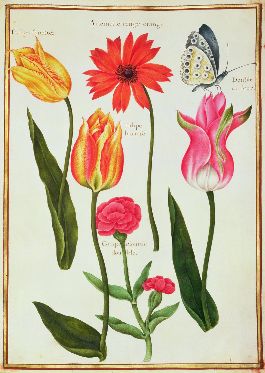 PD.109-1973.f27 Tulipánok, kökörcsin, Lychnis és egy pillangó (wc pergamen) alkotó: Nicolas Robert