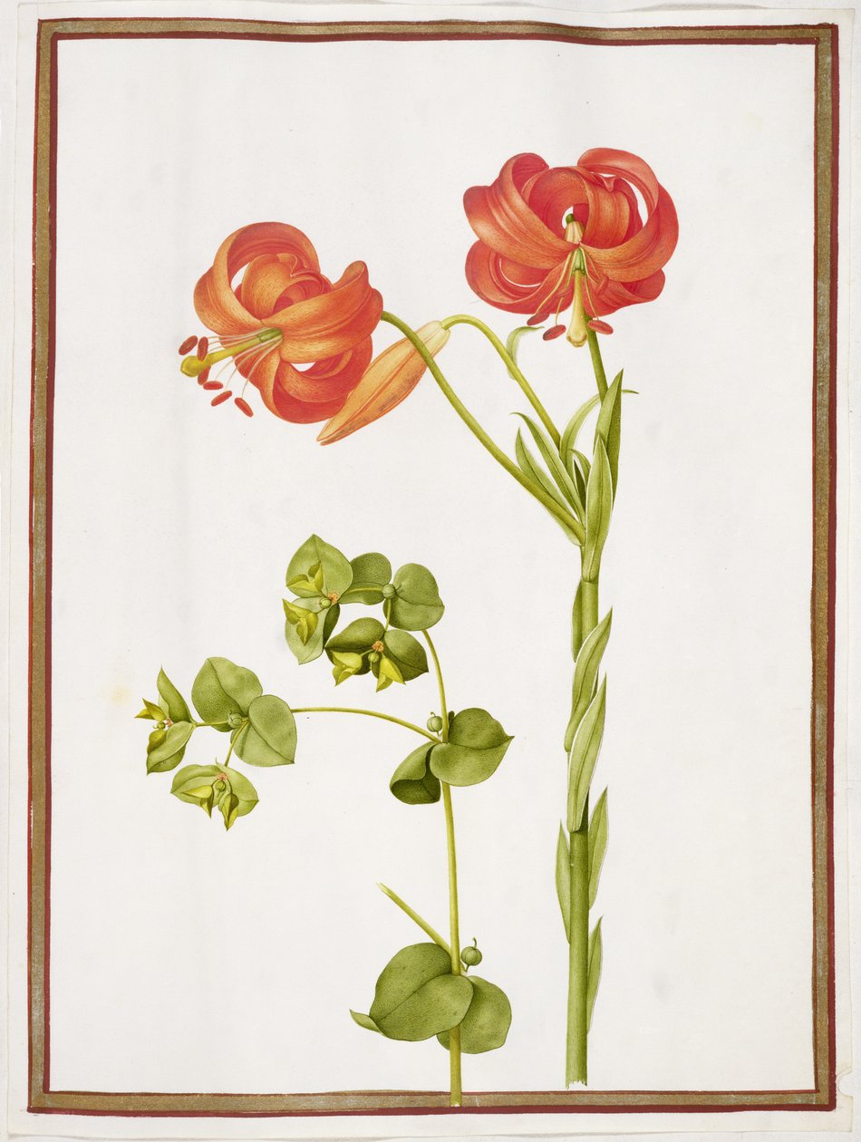 PD.109-1973.f9 (LtoR) Spurge és Lilium Chalcedonicum (wc pergamen) alkotó: Nicolas Robert