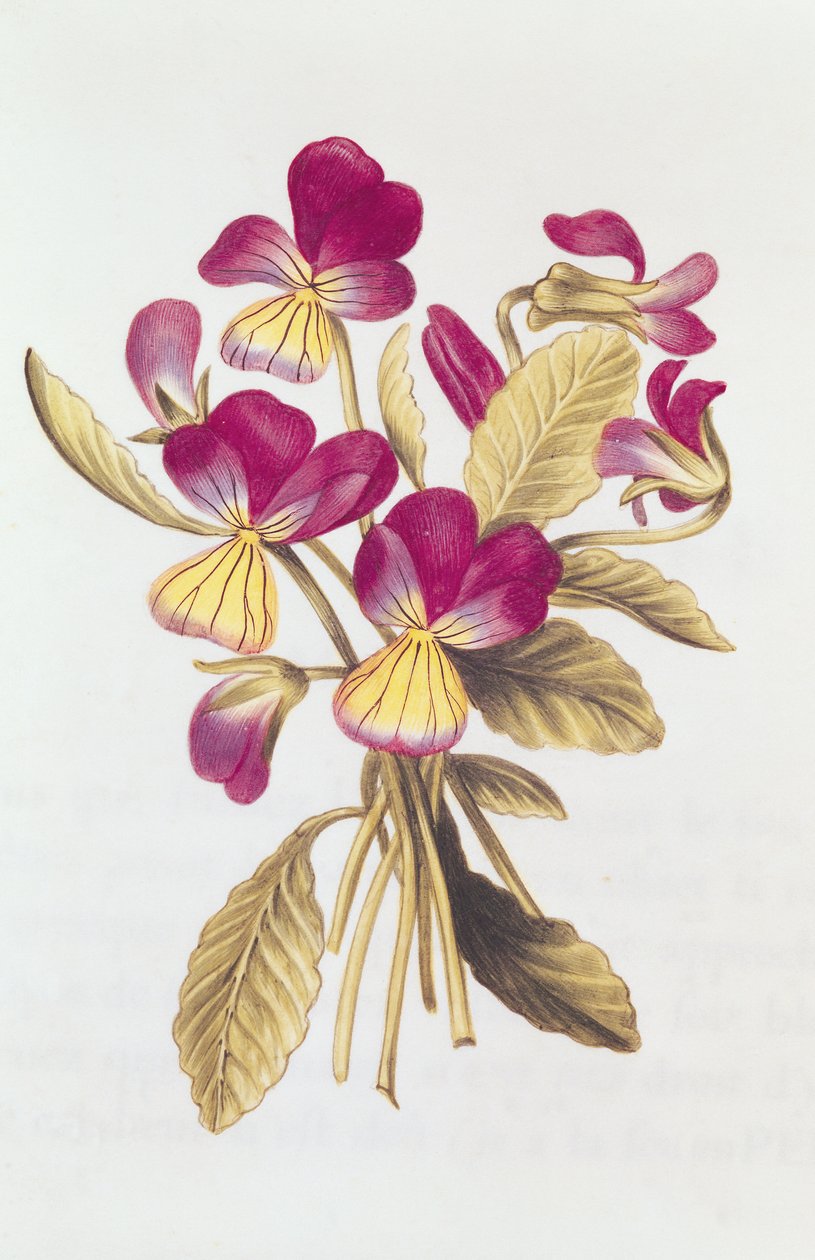 Pansy, a „La Guirlande de Julie”-ból, 1642 körül (wc pergamen) alkotó: Nicolas Robert
