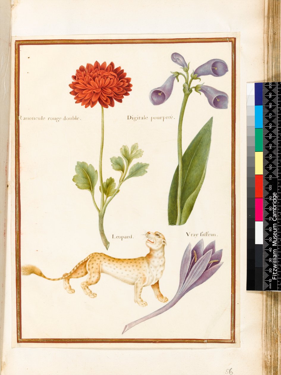 Ranunculus, gyűszűvirág, mezei sáfrány és leopárd (wc és gouache pergamen) alkotó: Nicolas Robert