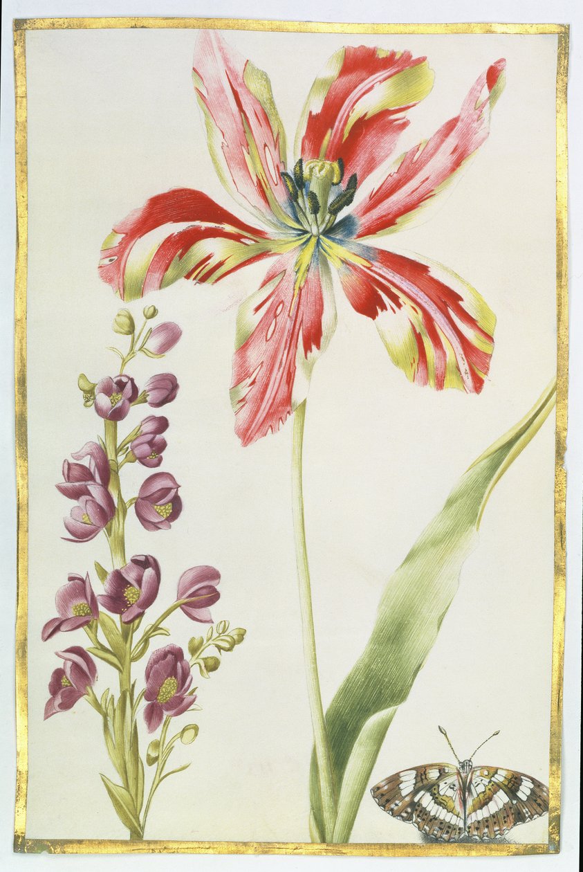 Tulipán, tőzsde és pillangó, 1675 körül (guache, pergamen) alkotó: Nicolas Robert