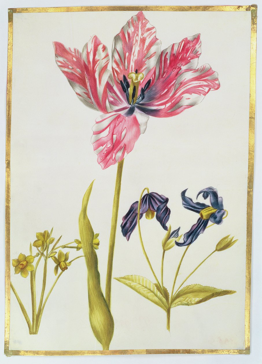 Tulipán és nárcisz, 1675 körül (gouache, pergamen) alkotó: Nicolas Robert