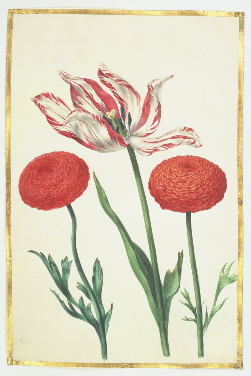 Tulipán és dáliák, 1675 körül (gouache pergamen) alkotó: Nicolas Robert