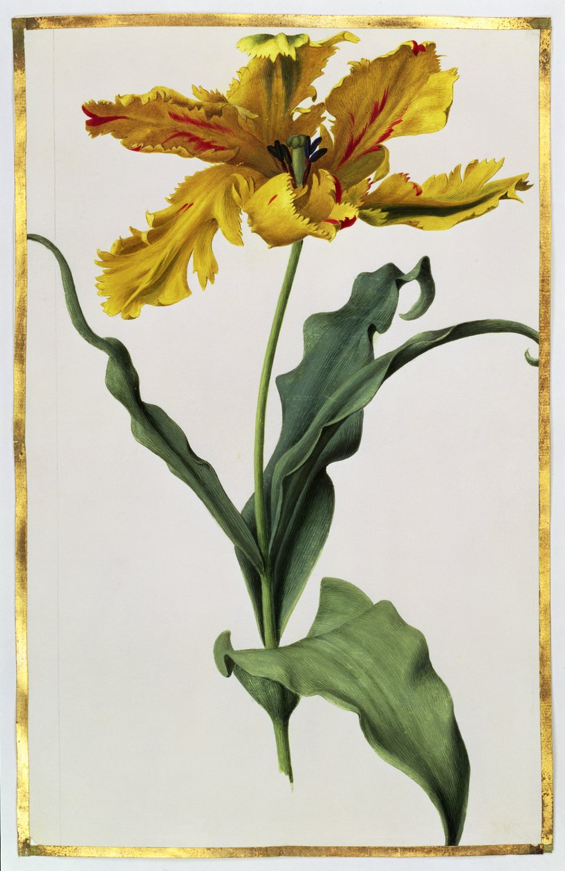 Tulipán, 1675 körül (gouache, pergamen) alkotó: Nicolas Robert