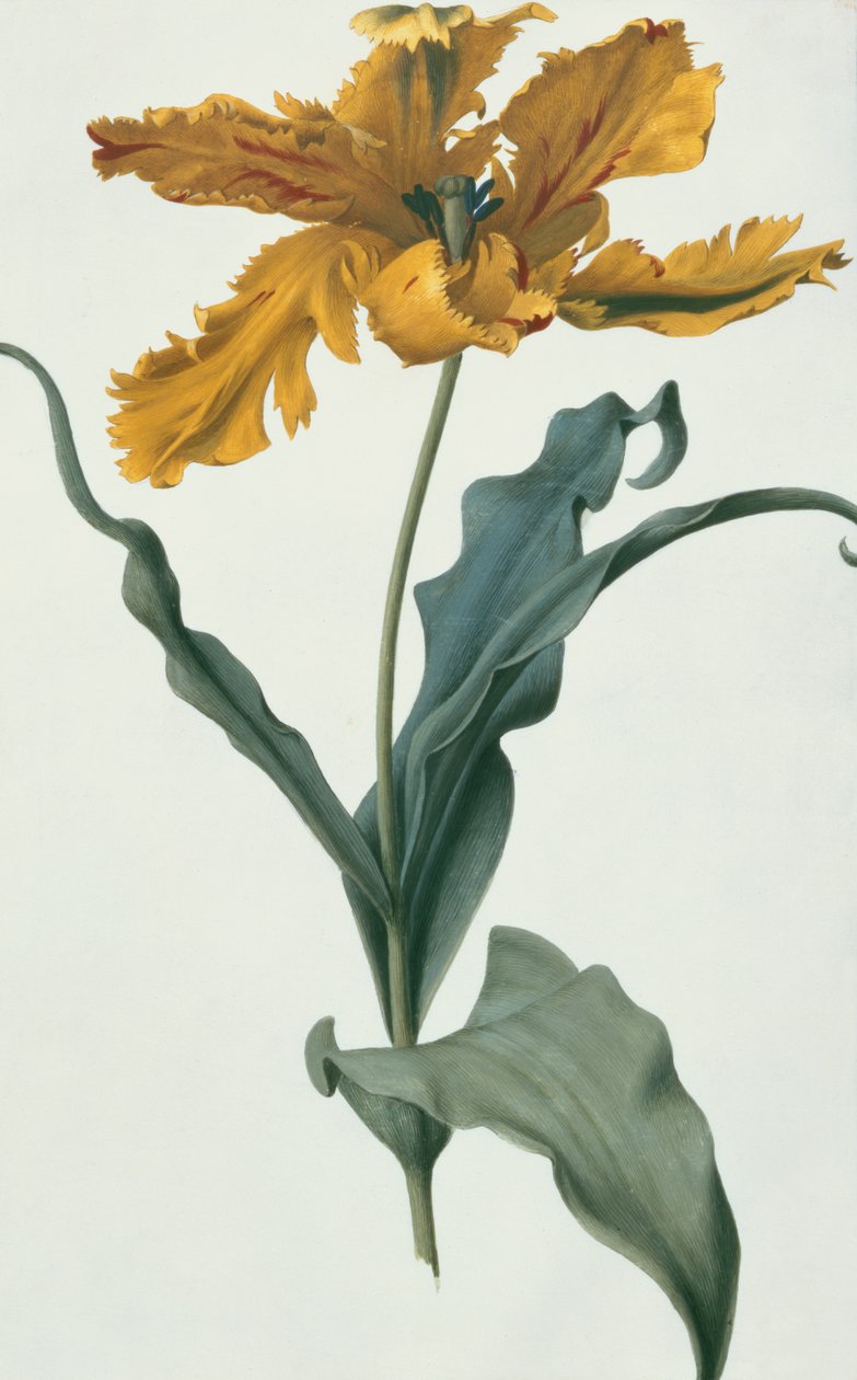 Tulipán, 1675 körül (gouache, pergamen) alkotó: Nicolas Robert