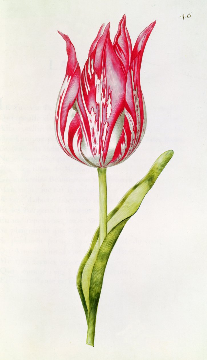 Tulipán, a „La Guirlande de Julie”-ból, 1642 körül alkotó: Nicolas Robert
