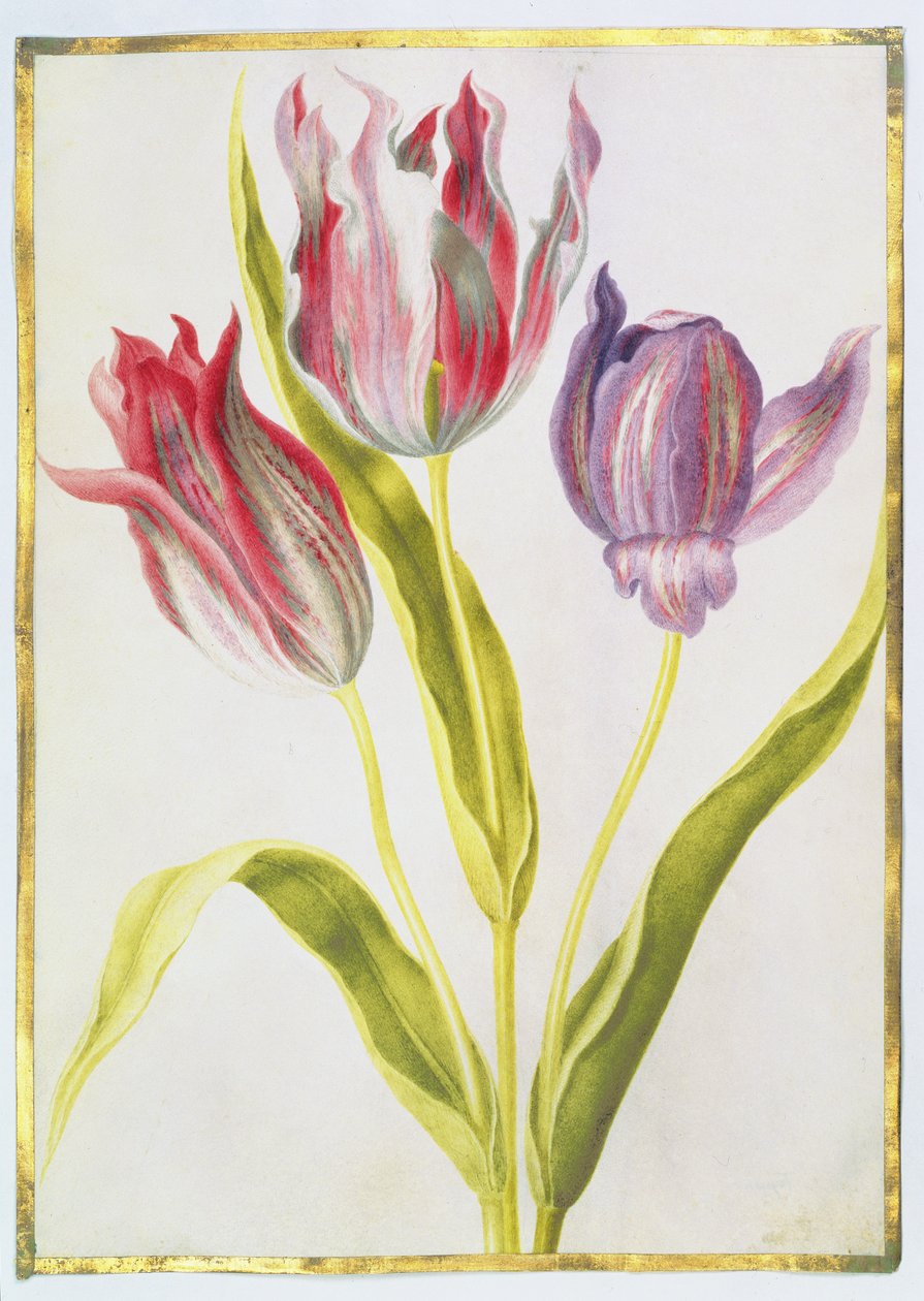 Tulipánok, 1675 körül (gouache, pergamen) alkotó: Nicolas Robert