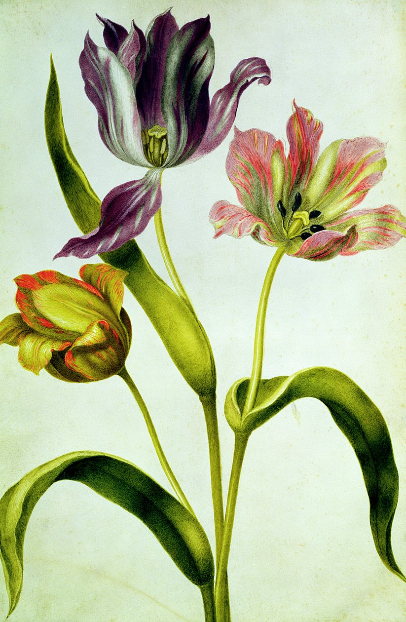 Tulipánok, 1675 körül (gouache, pergamen) alkotó: Nicolas Robert