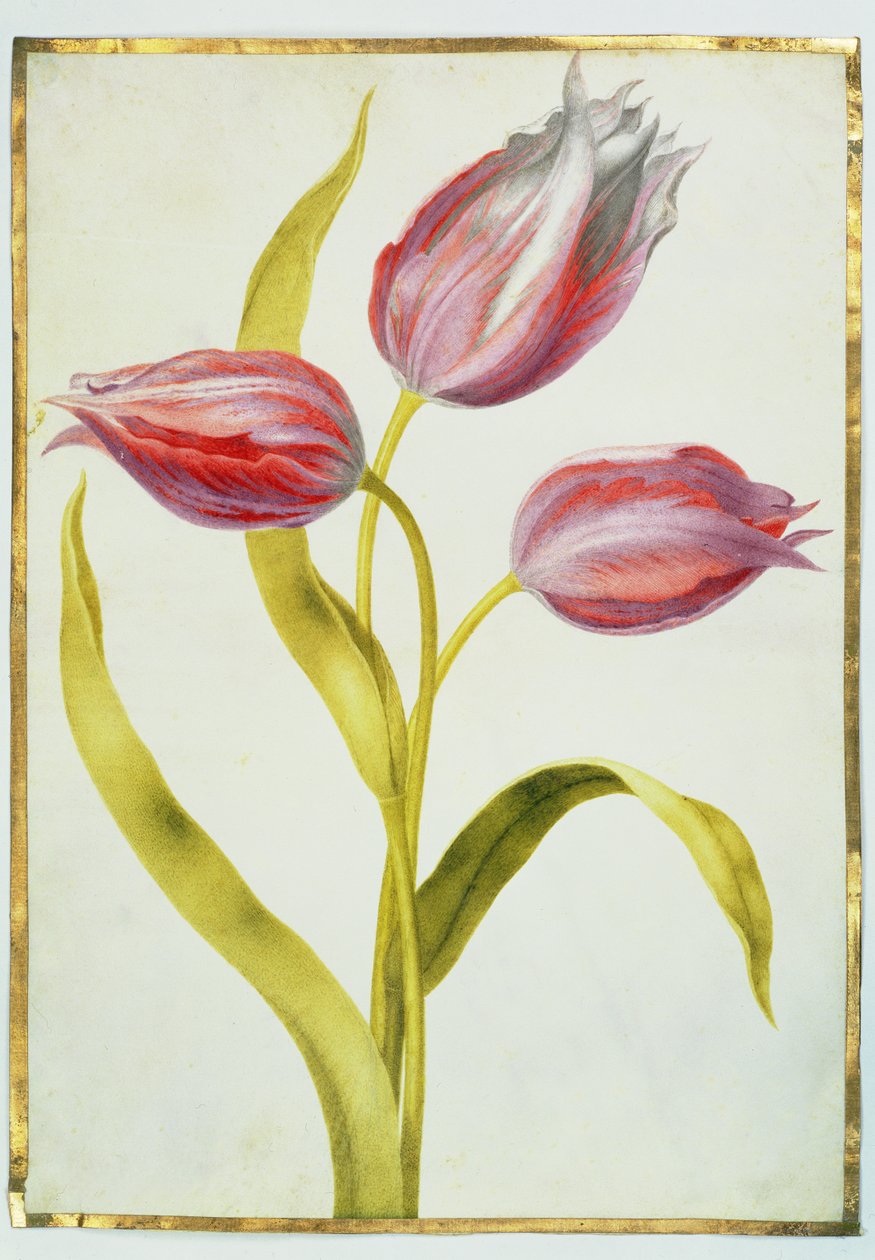 Tulipánok, 1675 körül (gouache, pergamen) alkotó: Nicolas Robert