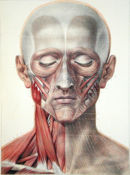 Az arc izomzata, Jean-Baptiste Marc Bourgery (1797-1849) „Traite Complet de l