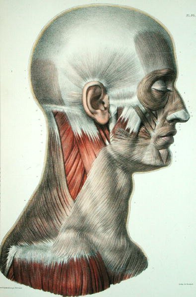 Az arc izomzata, Jean-Baptiste Marc Bourgery (1797-1849) „Traite Complet de l