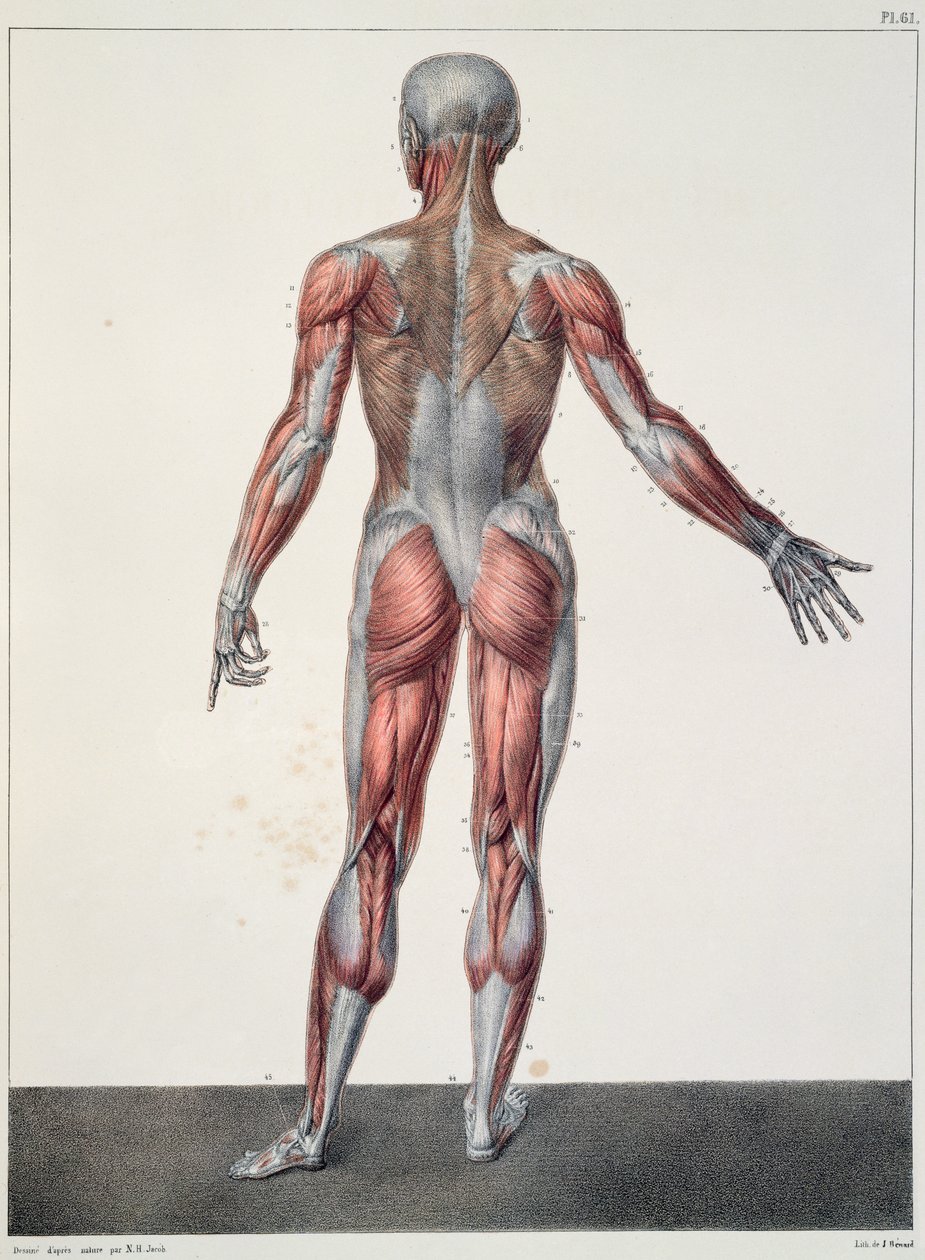 Az emberi test anatómiája, Jean-Baptiste Marc Bourgery (1797-1849) „Traite Complet d