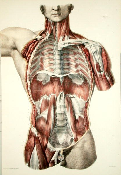 Nyúzott törzs, Jean-Baptiste Marc Bourgery (1797-1849) "Traite Complet de l
