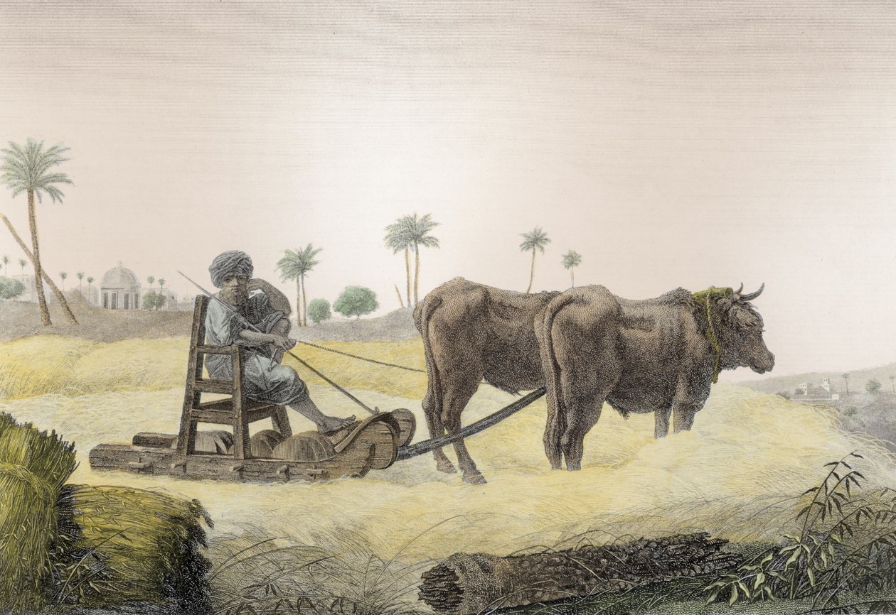 Kukorica betakarítása, a "Description of Egypt" II. kötetéből (Művészetek és mesterségek), Napóleon parancsára, 1822 (későbbi színezés). alkotó: Nicolas Jacques Conte