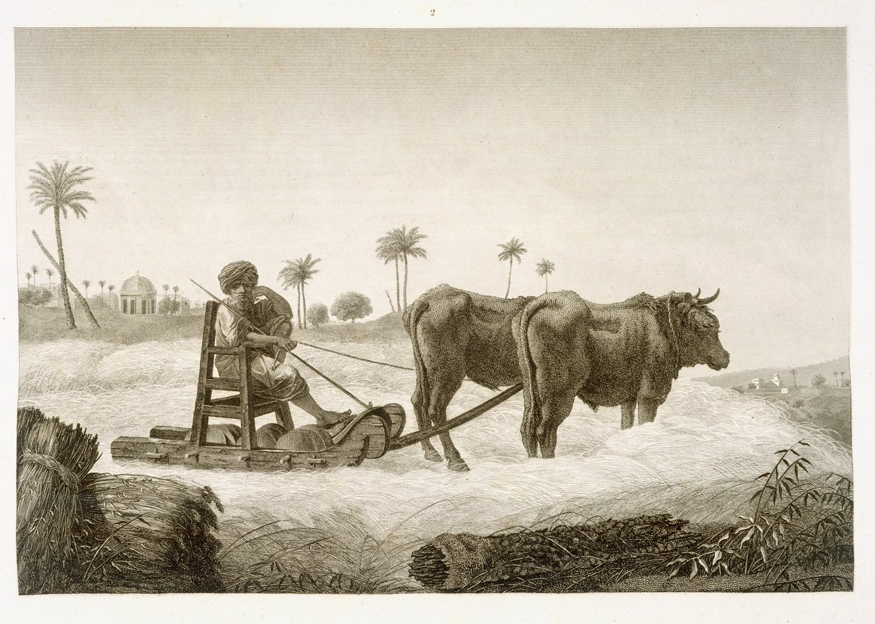 Kukorica betakarítása, az "Egyiptom leírása" II. kötetéből, a kocsma. Napóleon parancsára, 1822 alkotó: Nicolas Jacques Conte