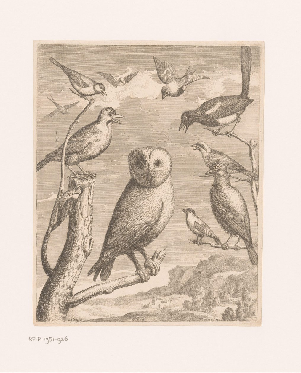 Bagoly és más madarak Alouco Hibou (cím az objektumon) Madarak a Versailles-i Állatkertből (sorozat címe) alkotó: Nicolas Robert (possibly)