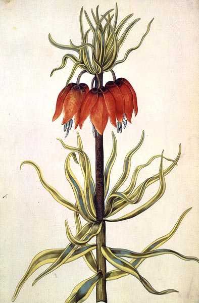 Fritilleria, 1675 körül (gouache pergamen) alkotó: Nicolas Robert