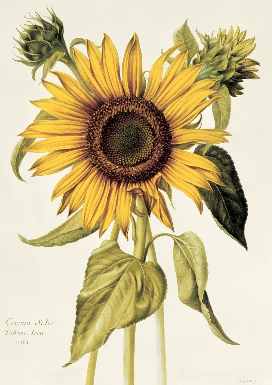 Helianthus Annuus (Napraforgó) no.71 a „Velins du Roi Vol.36”-ból, 1666-85 körül (wc pergamen) alkotó: Nicolas Robert