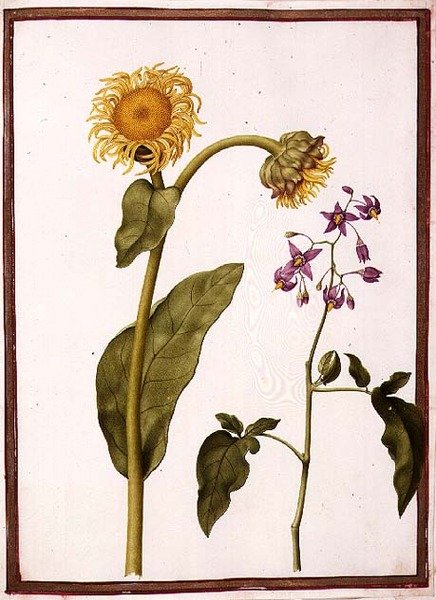 PD.109-1973.f11 (LtoR) Inula Helenium Decampanr és Solanum dulcamara (keserű) (akvarell pergamen) alkotó: Nicolas Robert