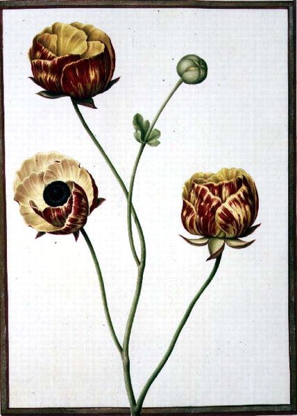 PD.109-1973.f6 Ranunculus Asiaticus (akvarell pergamen) alkotó: Nicolas Robert