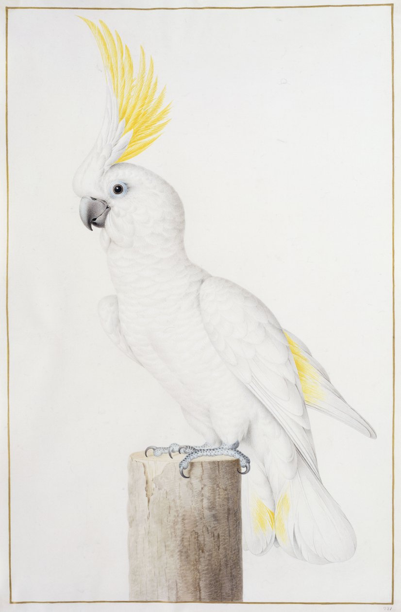 Kénes tarajos kakadu alkotó: Nicolas Robert