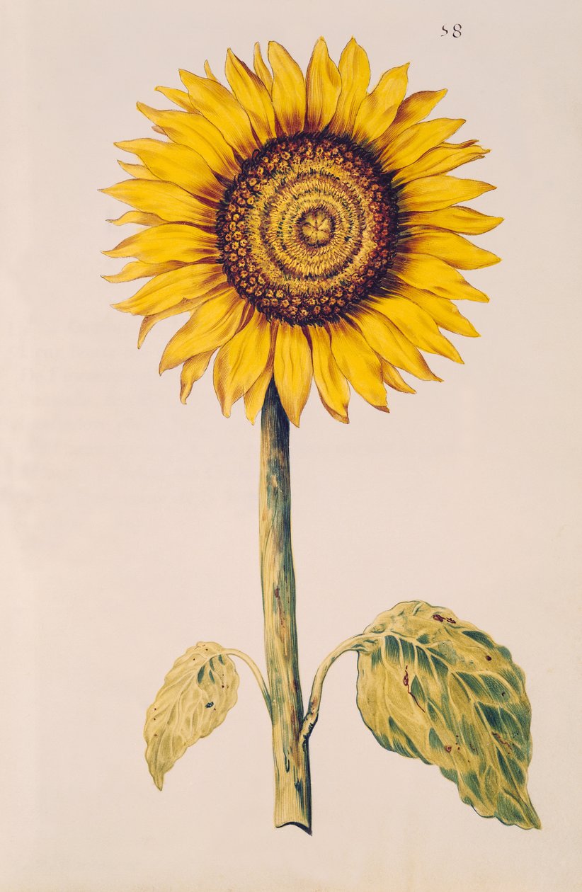 Napraforgó vagy Helianthus, a „La Guirlande de Julie”-ból, 1642 körül (wc pergamen) alkotó: Nicolas Robert