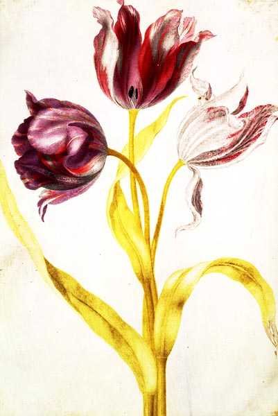 Tulipánok, 1675 körül (gouache, pergamen) alkotó: Nicolas Robert