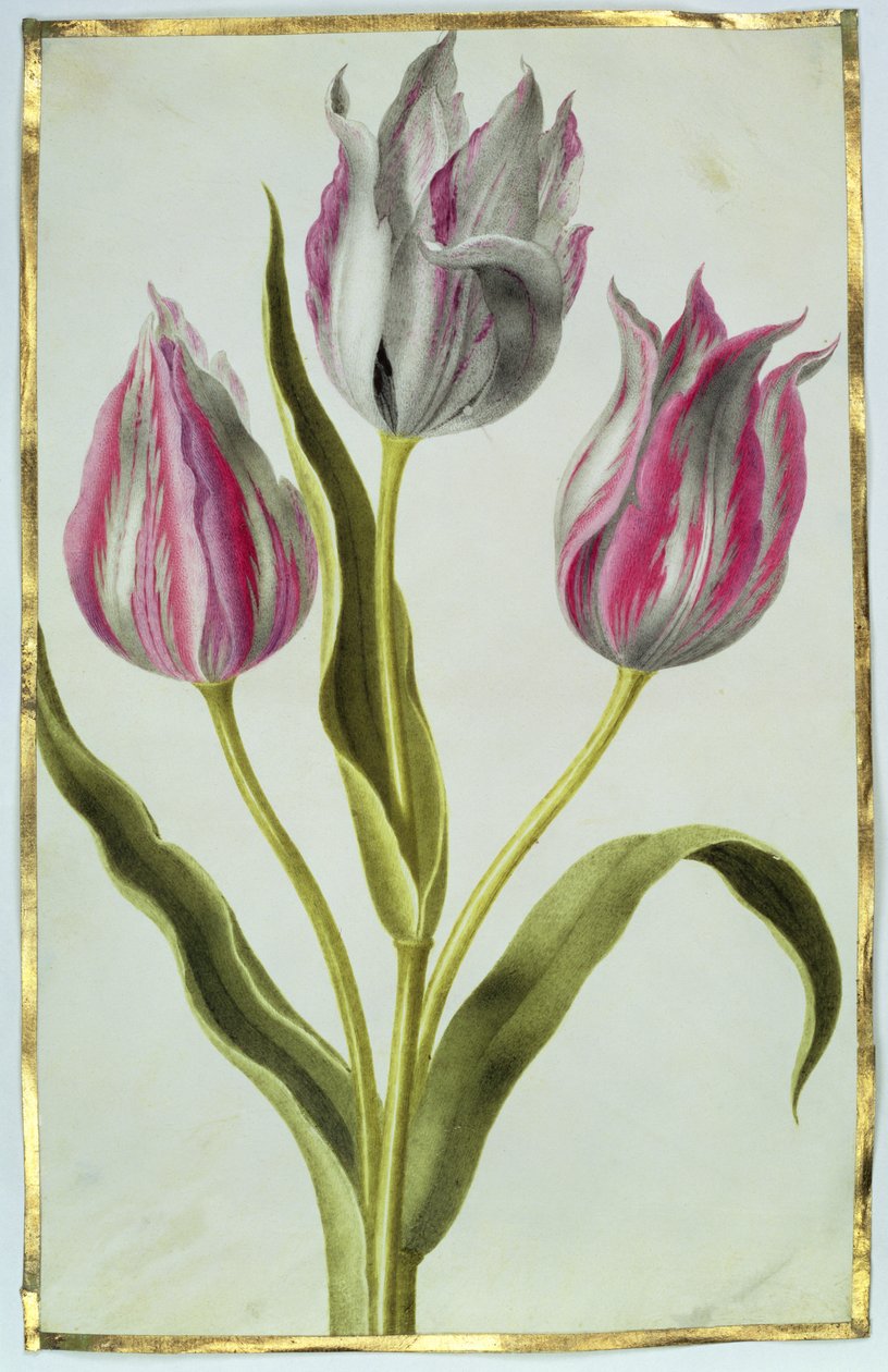 Tulipánok, 1675 körül (gouache, pergamen) alkotó: Nicolas Robert
