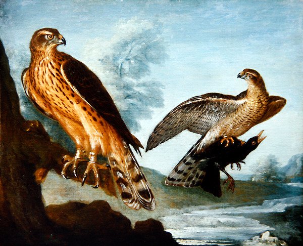 Két Goshawk, az egyik egy Blackbird-et szorongat (olaj, vászon) alkotó: Nicolas Spheyman