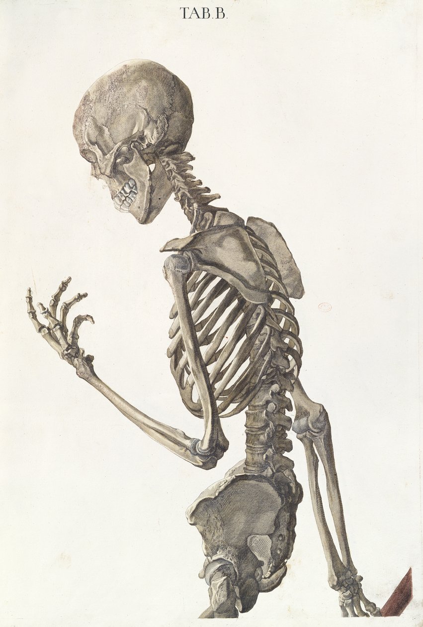 A csontváz csontjai, a Tabulae Osteologicae-ből, Christoph Jacob Trew (1695-1769), metszett G. Lichtensteger, 1740 alkotó: Nikolaus Friedrich Eisenberger