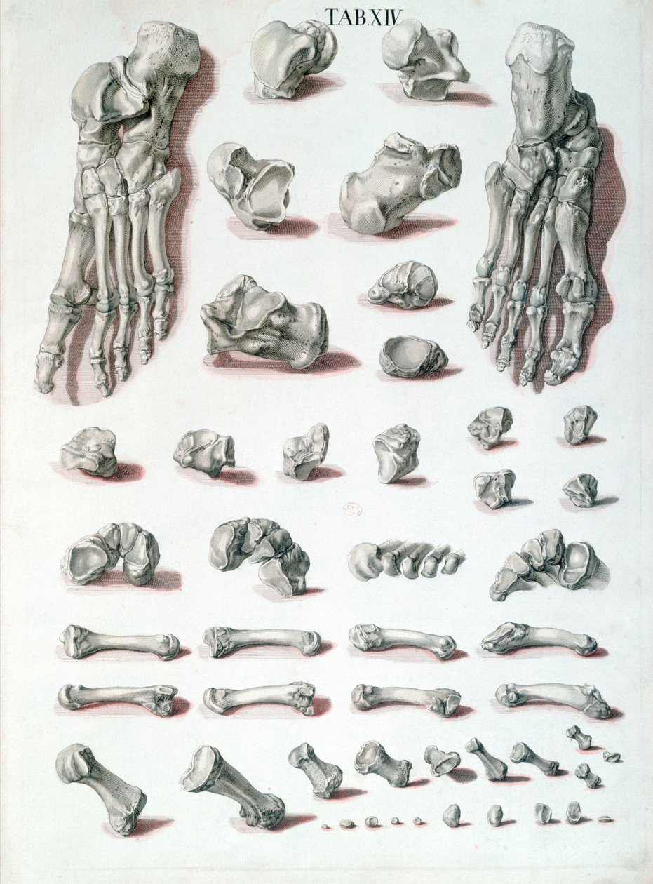 Lábcsontok, Christoph Jacob Trew (1695-1769) Tabulae Osteologicae-ből, G. Lichtensteger metszete, 1767 alkotó: Nikolaus Friedrich after Eisenberger