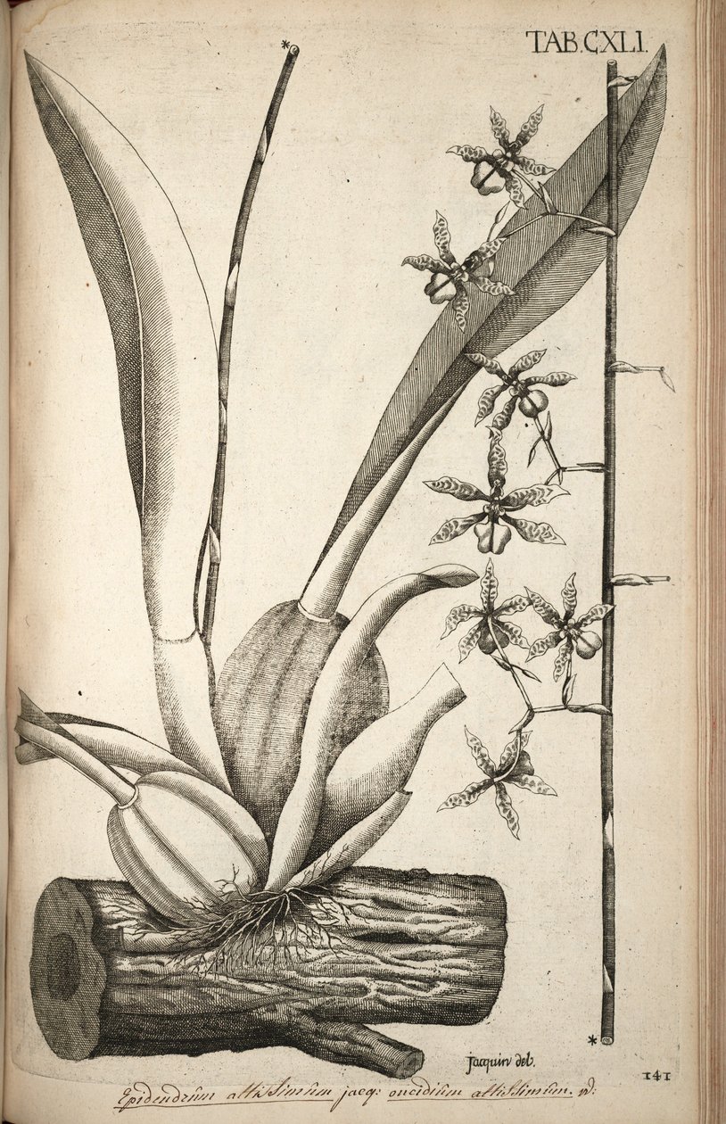 Az Oncidium abruptum illusztrációja (mint szin. alkotó: Nikolaus Joseph von Jacquin