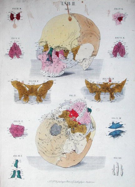 A koponyacsontok Christoph Jacob Trew (1695-1769) „Tabulae Osteologicae” című művéből, G. Lichtensteger metszetével alkotó: Nikolaus Friedrich (after) Eisenberger