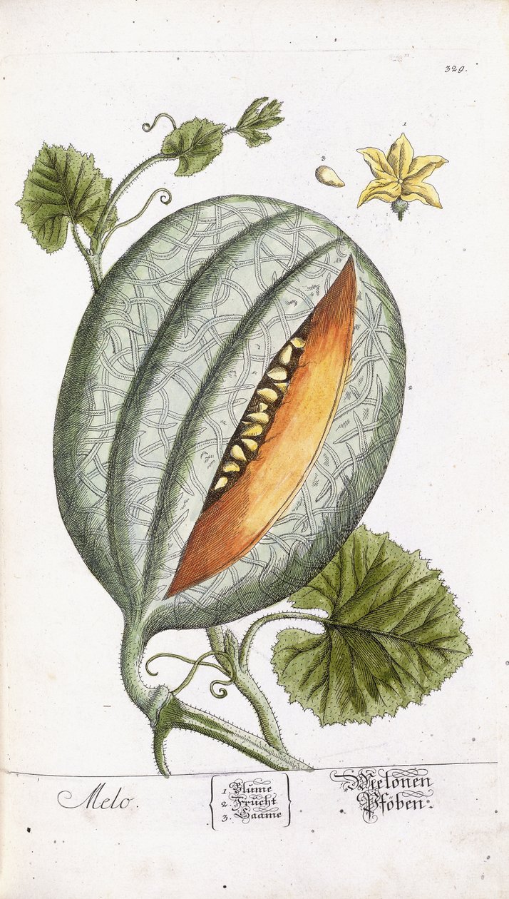 Egy sárgadinnye, 1750-1765 körül alkotó: Nikolaus Friedrich Eisenberger