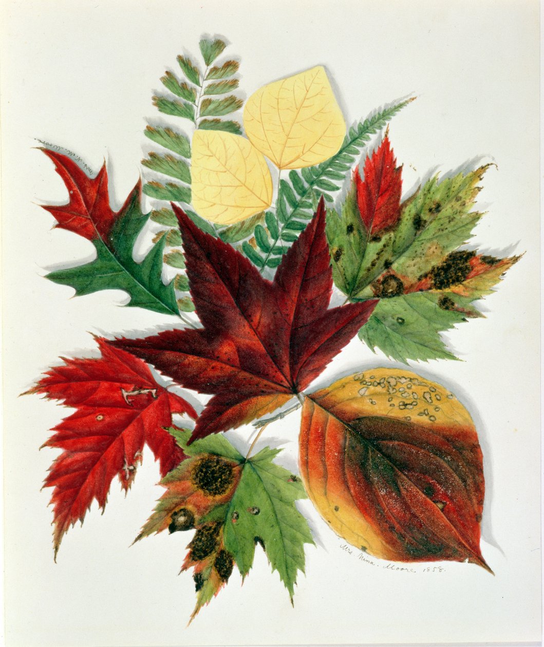 Őszi levelek, 1858 (wc papíron) alkotó: Nina Moore