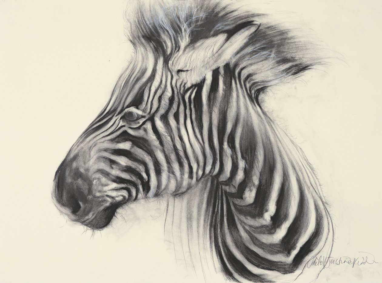 Baby Zebra, 2000 (szén, papír) alkotó: Odile Kidd