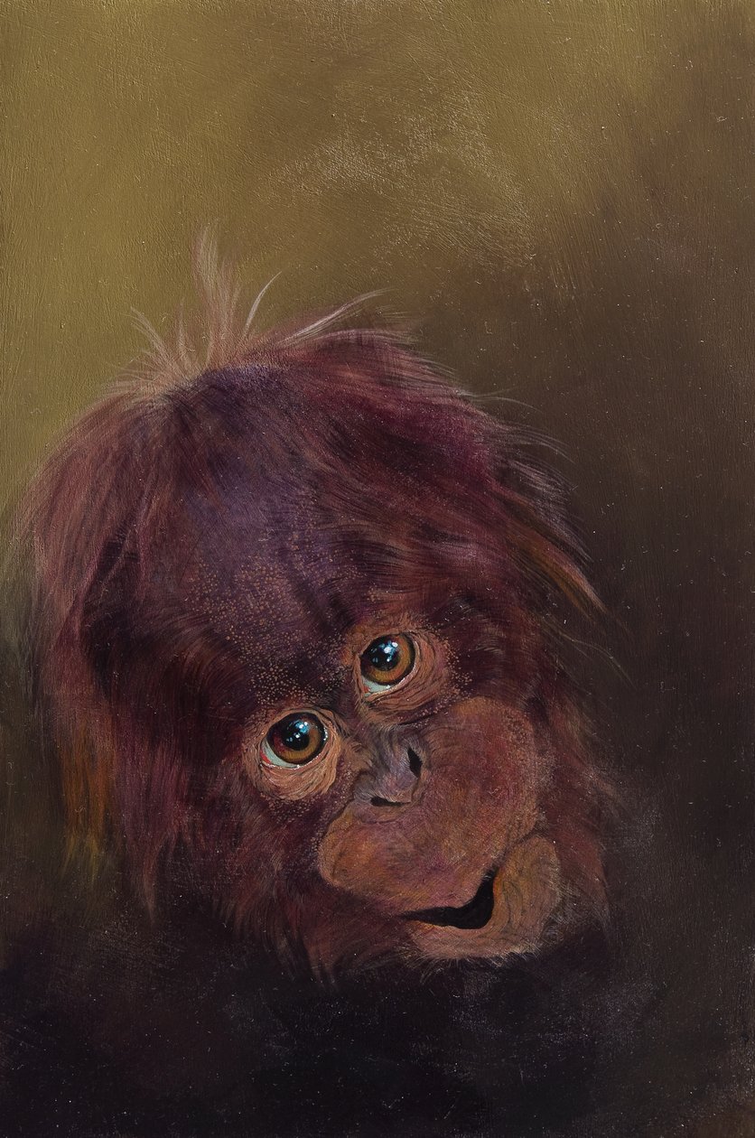 Baby orangután 2, 2010 (akril, fa) alkotó: Odile Kidd
