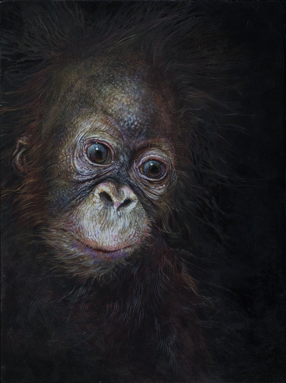 Baby orangután 3, 2015 (akril, fa) alkotó: Odile Kidd