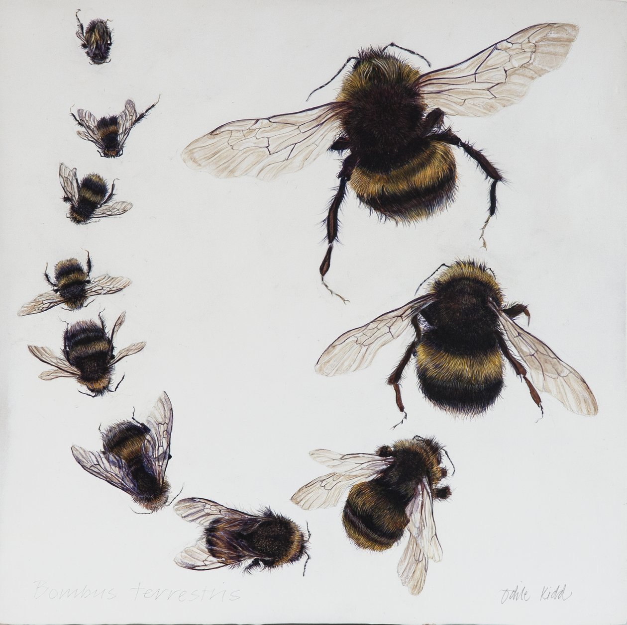Bombus, 2015 (akril, gipszelt fára) alkotó: Odile Kidd