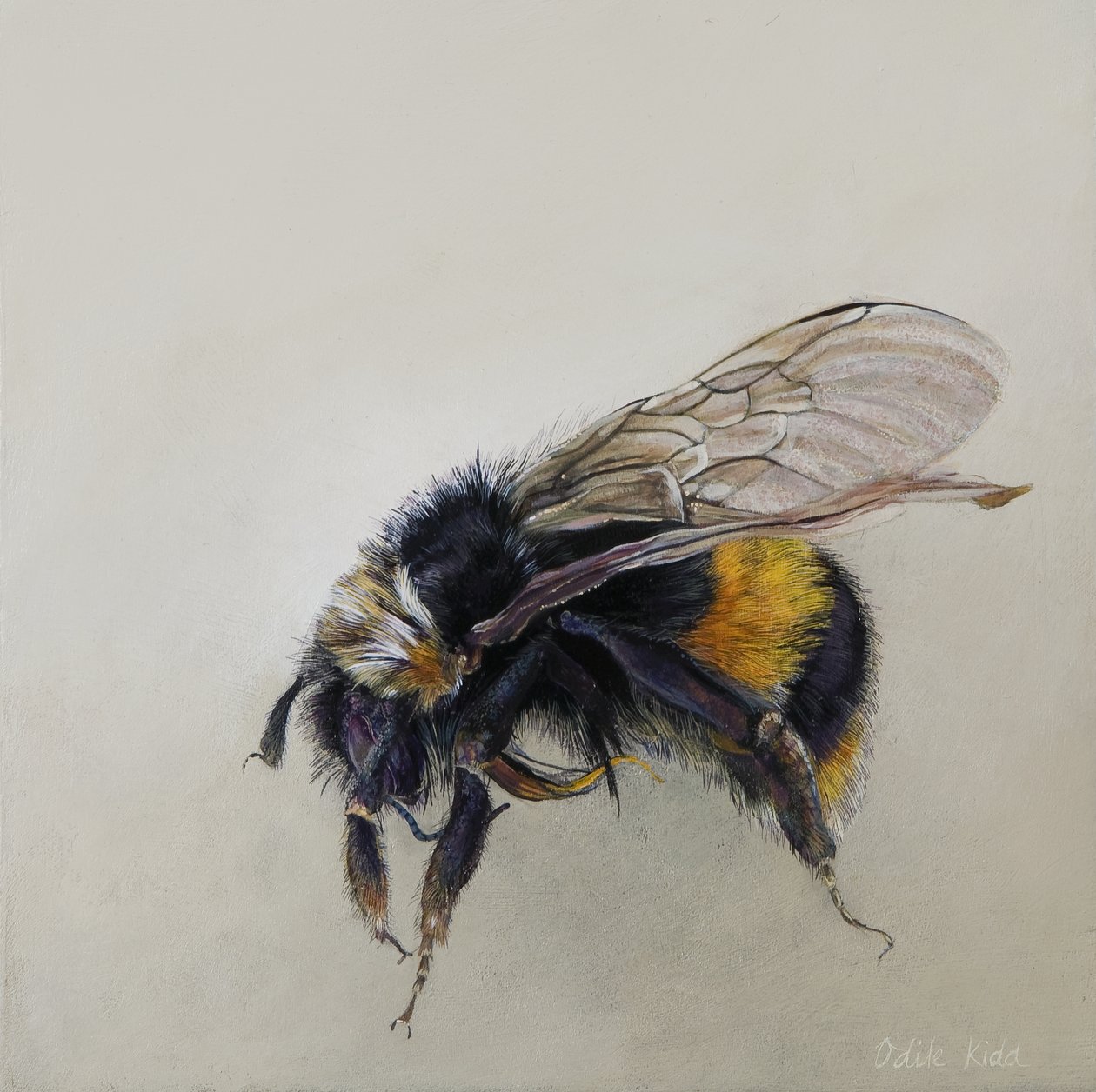 Bombus terrestris 1 (a), 2008 (akril, fa) alkotó: Odile Kidd